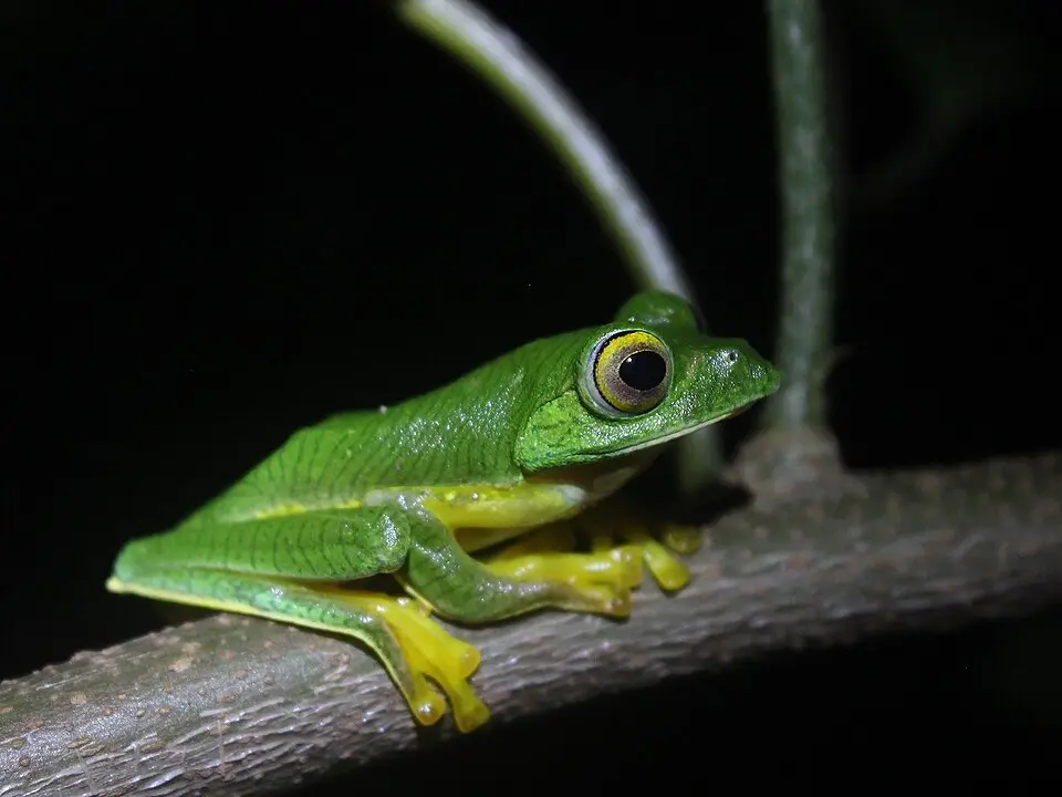 A green Anamalai Flying Frog perched on a branch at night