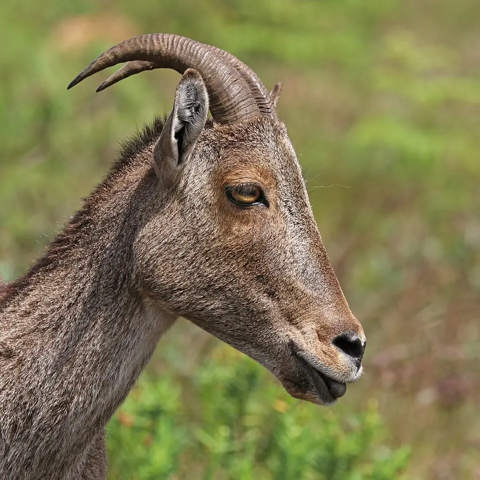 The head of a female Nilgiri tahr with its curved horns