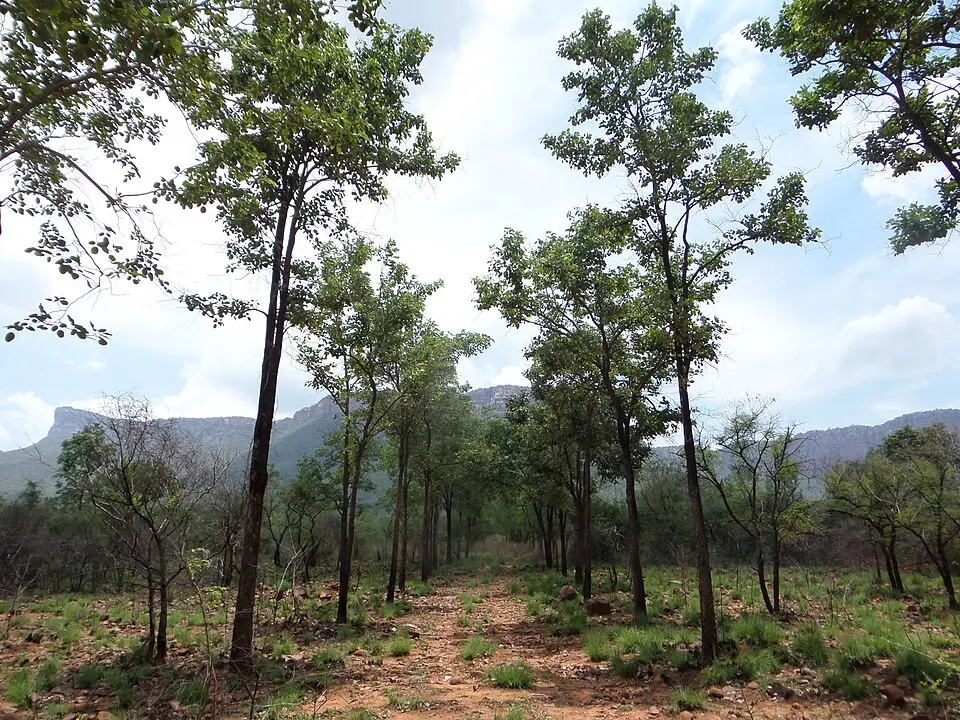 A stand of red sanders in dry forest below the cliffs of the Tirumala hills, Andhra Pradesh