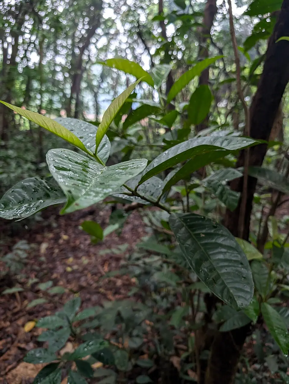 A young Syzygium travancoricum tree in the undergrowth of the Kalasamala sacred grove, Thrissur