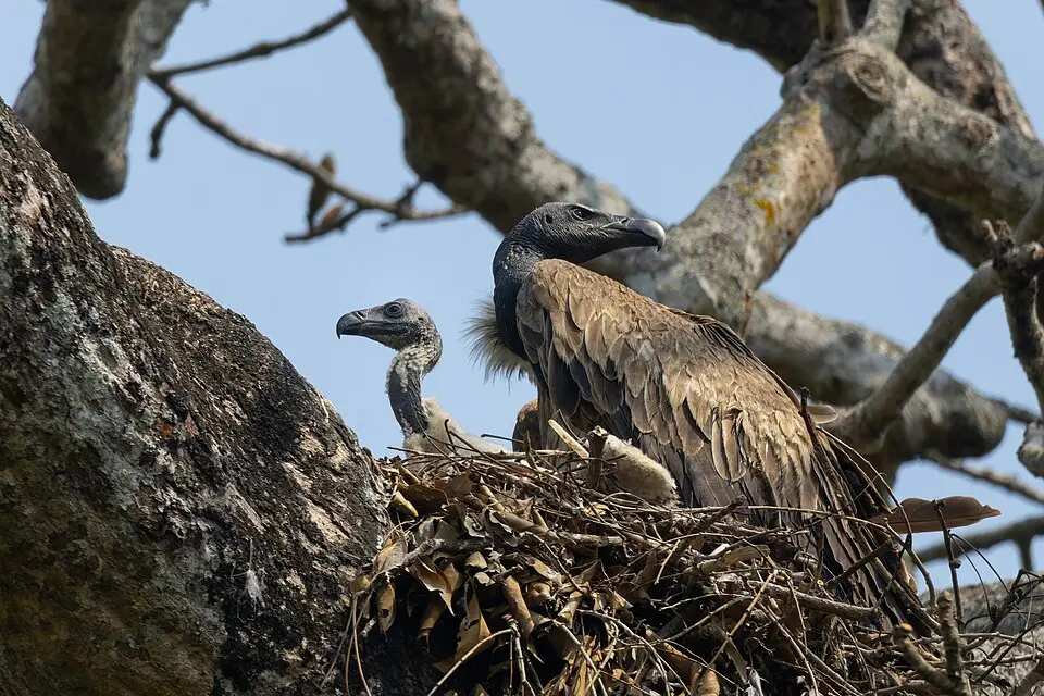 A Slender-billed Vulture at its nest in a tree