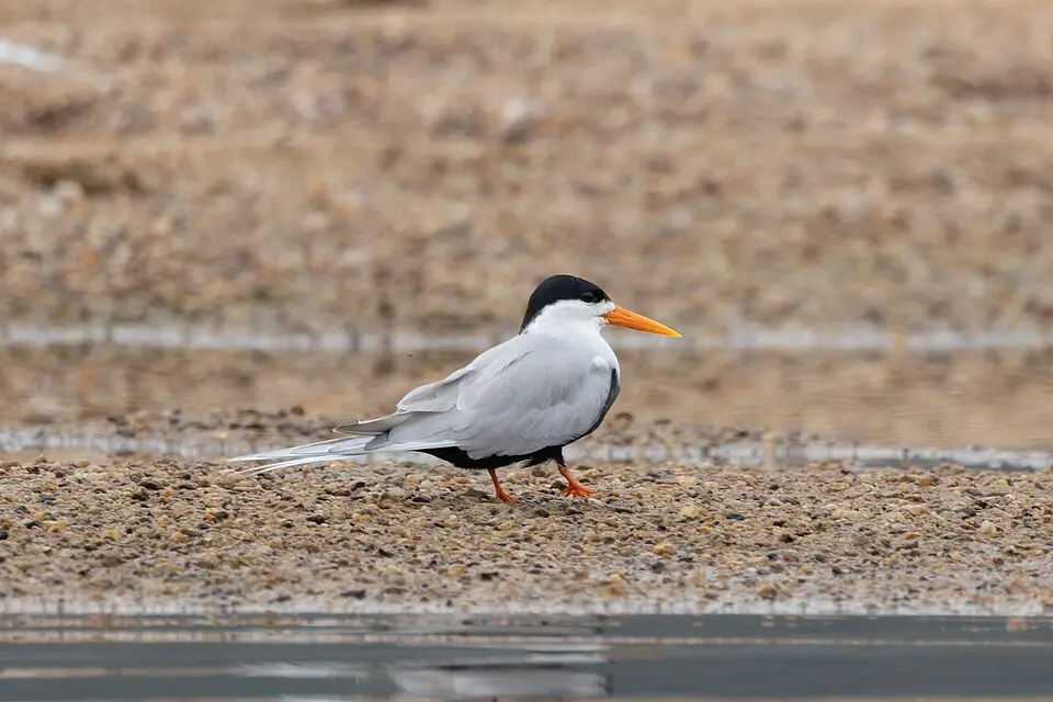 A Black-bellied Tern standing on a sandbank in Satkosia