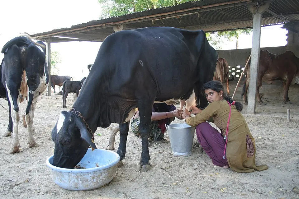 A farmer milking a cow near Mehsana, Gujarat