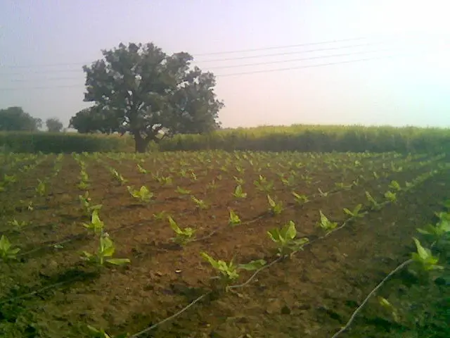 Drip irrigation in a banana farm in Maharashtra