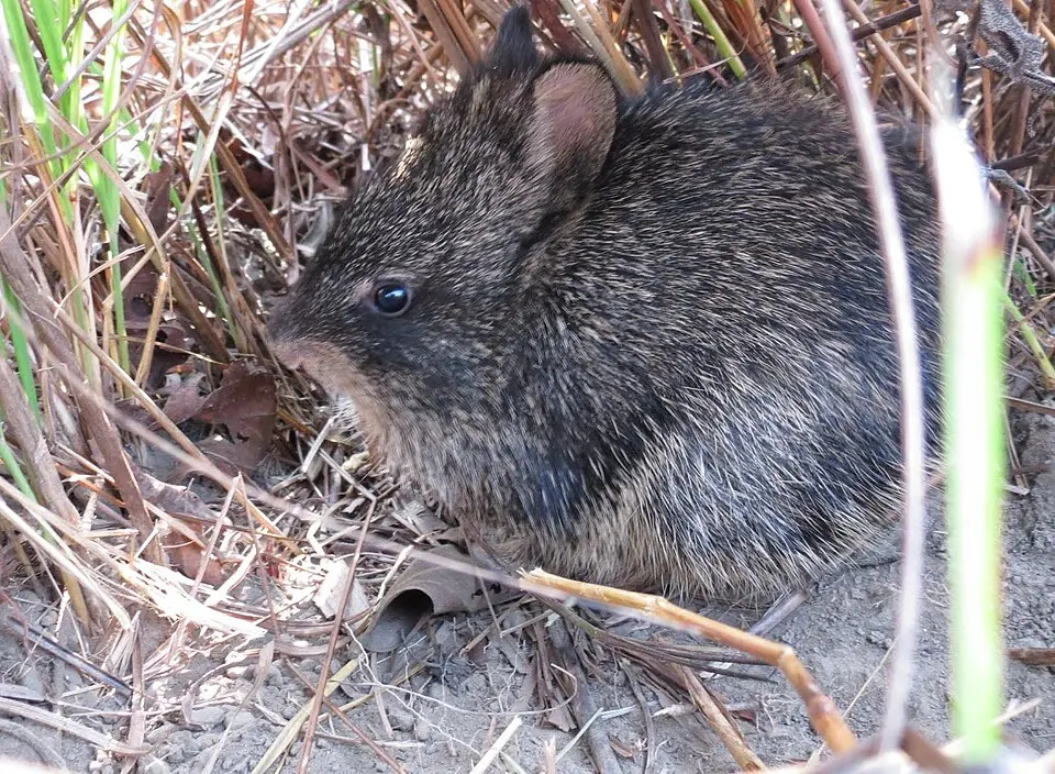 A hispid hare crouched in dry grass in Chitwan