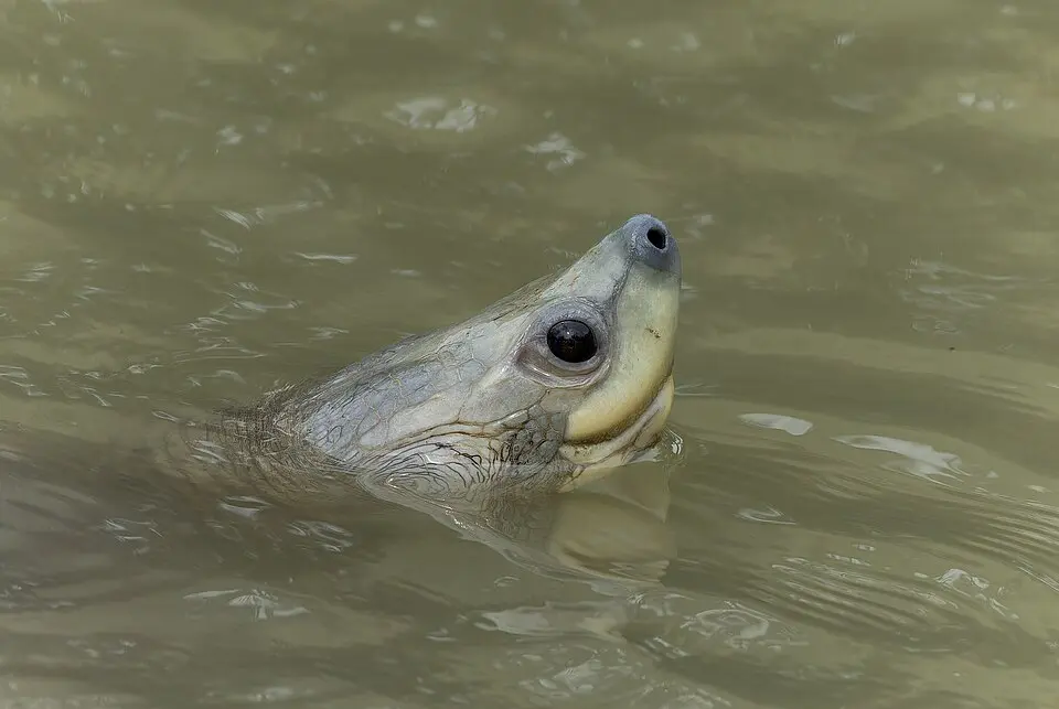 A Northern River Terrapin with its head raised above the water in the Sundarbans