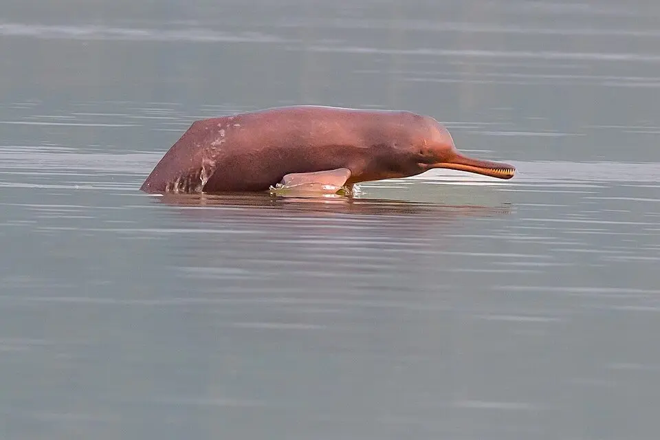 A Ganges river dolphin surfacing, its long thin beak visible, in the Hooghly at Katwa