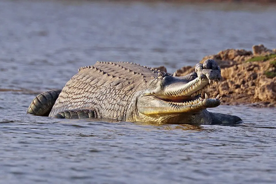 An adult male gharial showing the ghara on its snout