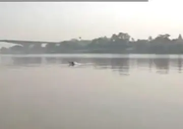 A Gangetic dolphin surfacing near Bhagalpur