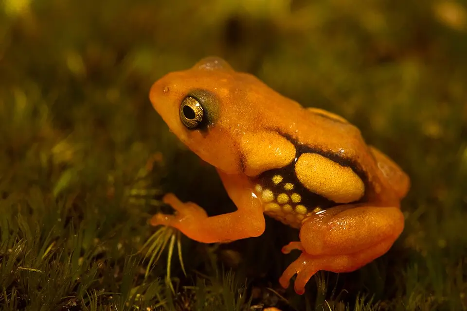 A bright orange Resplendent Shrub Frog with black markings