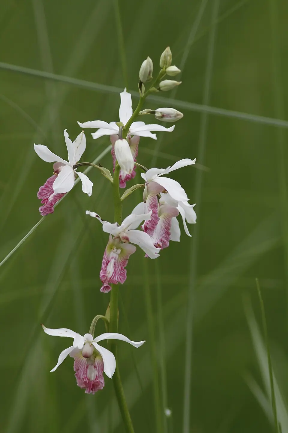 The white and pink flowers of the orchid Eulophia obtusa on a tall stem in grassland