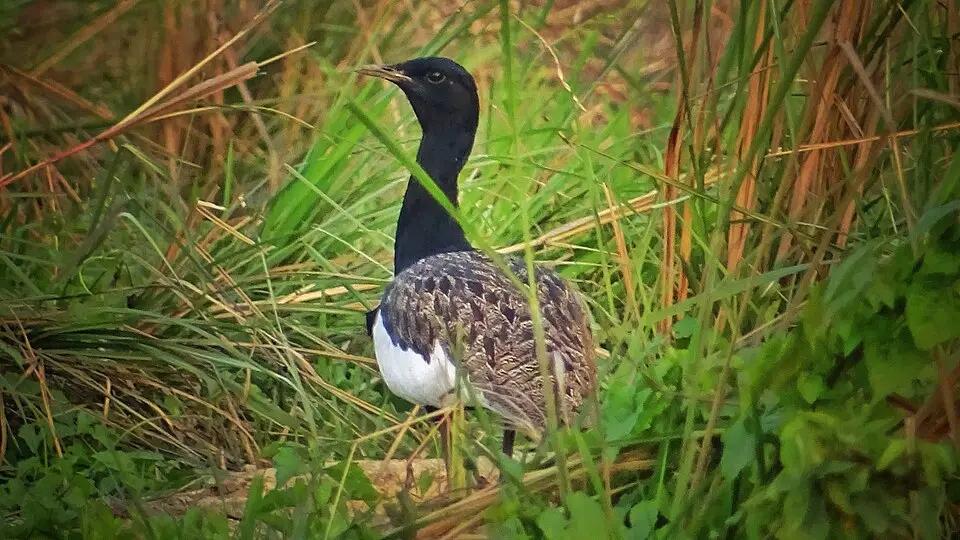 A male Bengal Florican, black with white wings, in tall grassland