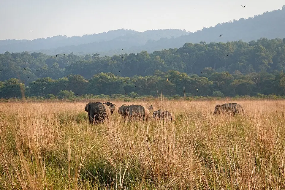 Elephants in Corbett Tiger Reserve