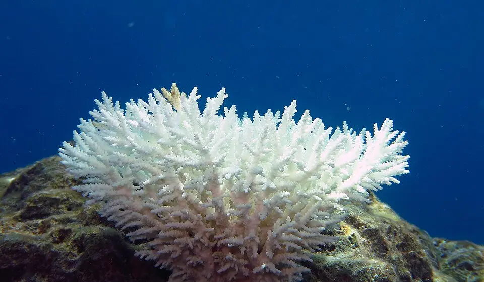 A bleached Acropora coral colony