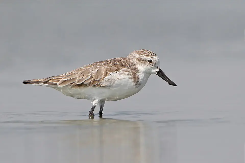 A Spoon-billed Sandpiper wading in shallow water, its flattened spoon-shaped bill in profile