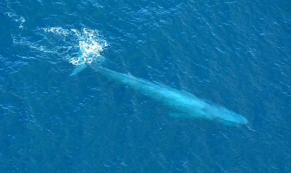 A blue whale seen from above, its long body pale under the blue sea