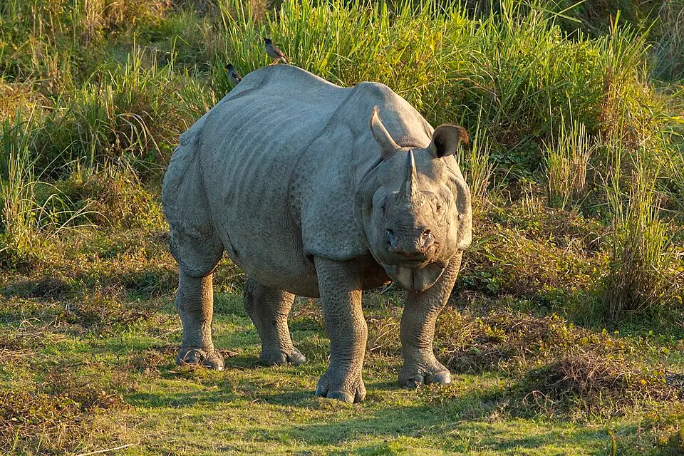 A greater one horned rhinoceros in Kaziranga