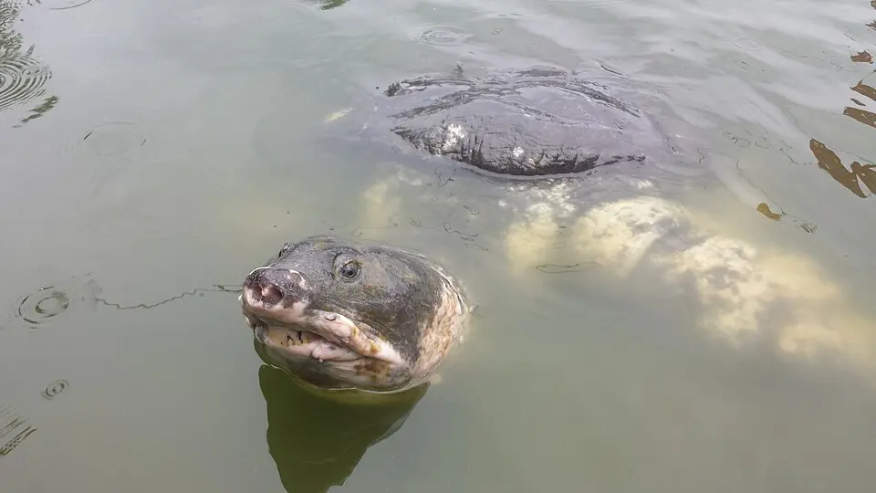 A Black Softshell Turtle raising its head out of the water