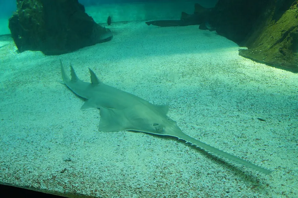 A Green Sawfish gliding over sand in an aquarium