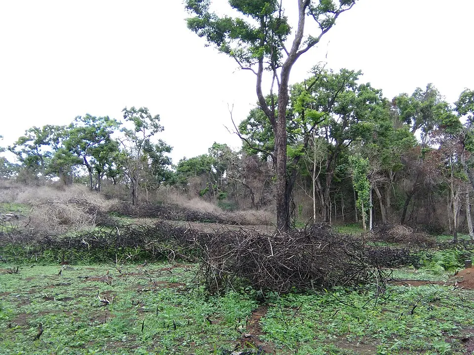 Lantana being removed from a forest in Karnataka