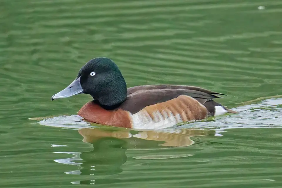 A male Baer's Pochard swimming, with its dark green head and white eye