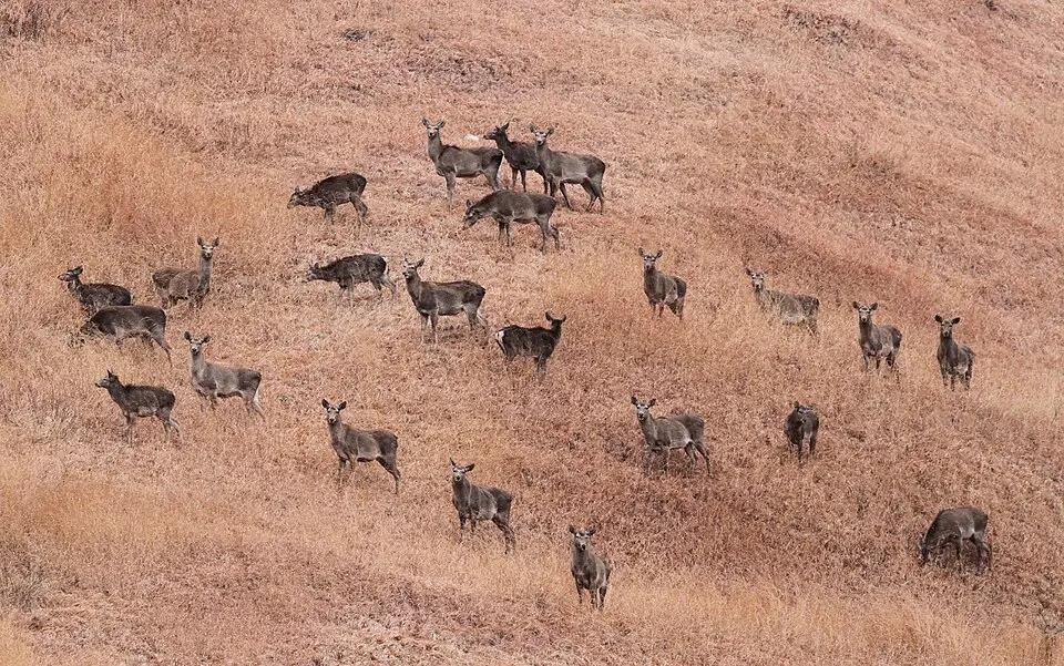 A herd of hangul, the Kashmir stag, on a brown hillside in Dachigam National Park