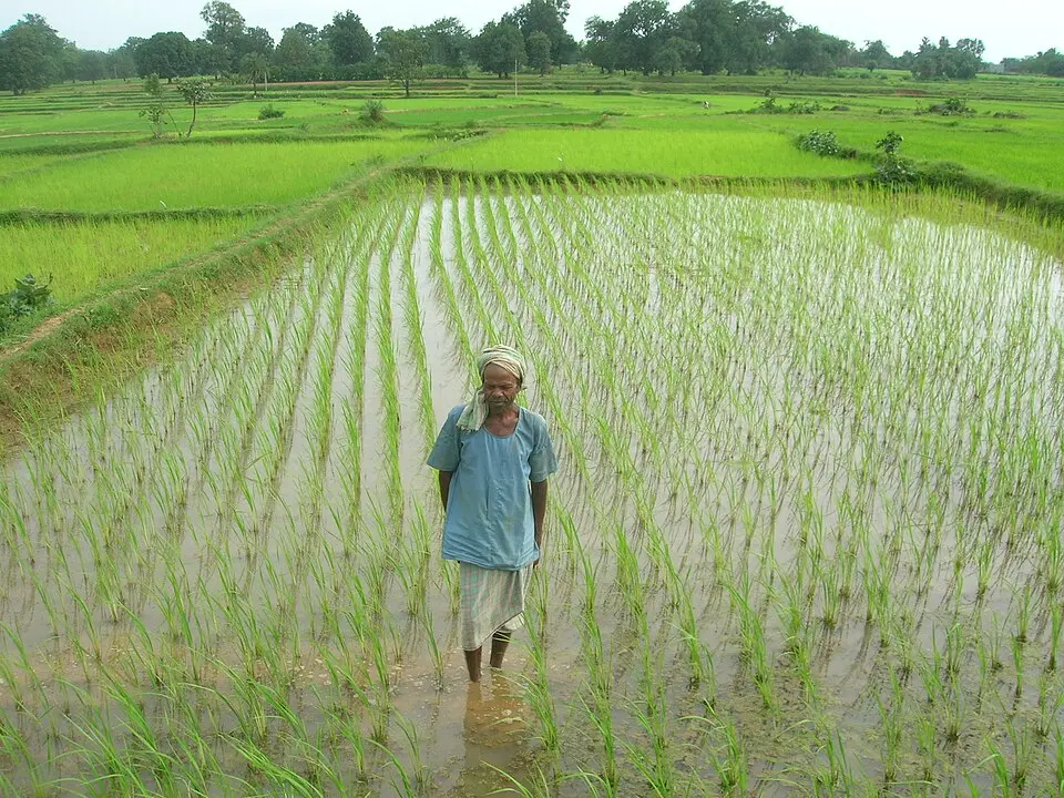 A field under the system of rice intensification in Chhattisgarh