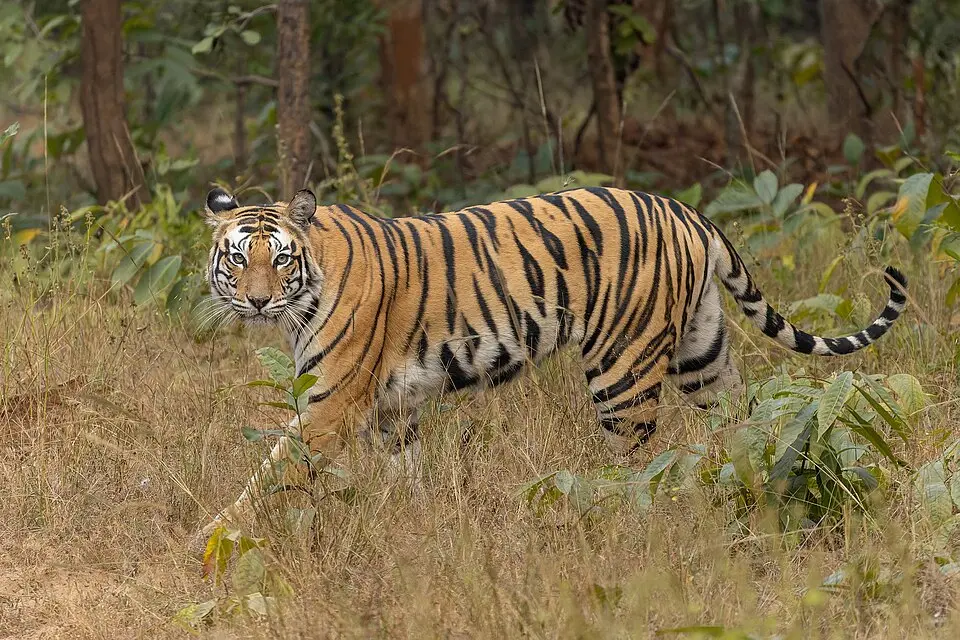 A tiger walking through grass in Sanjay Dubri Tiger Reserve