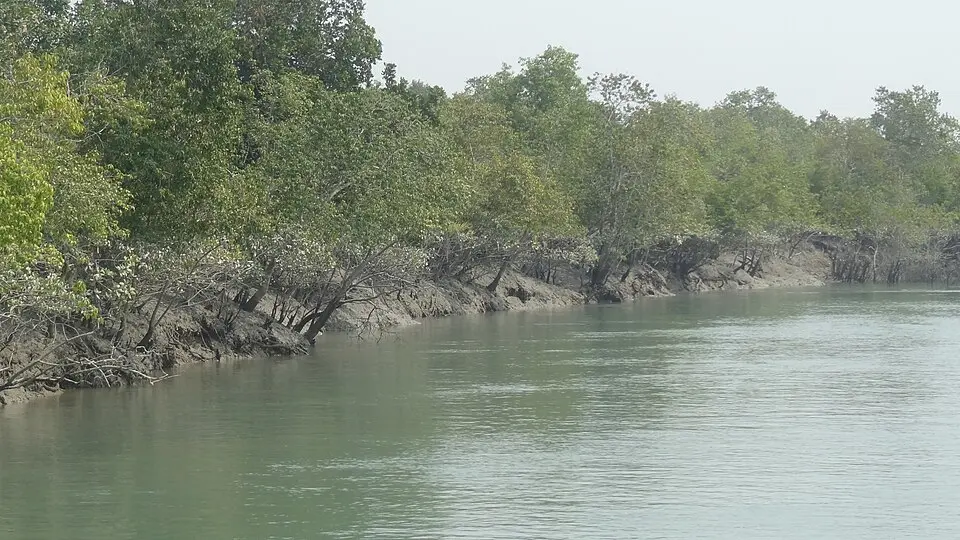 Mangrove and river in the Sundarbans