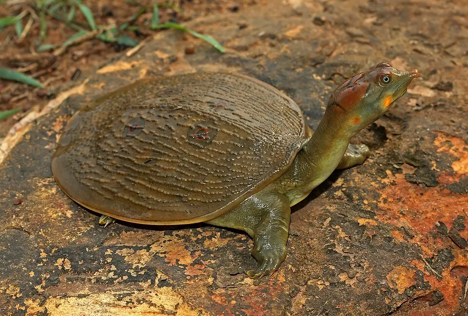 A Leith's Softshell Turtle on bare ground
