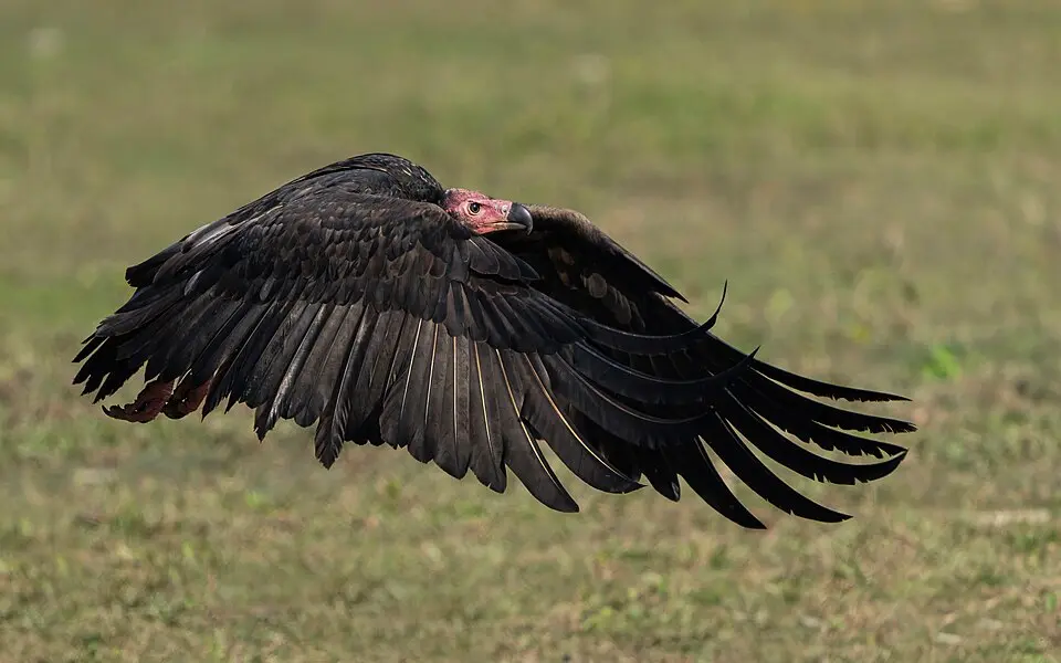 A Red-headed Vulture with its bare red head, flying low over grass