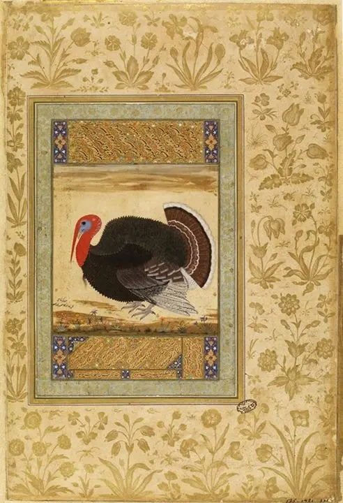Ustad Mansur's turkey cock: A turkey cock by Ustad Mansur, Nadir ul Asr, about 1612, a single natural history study of Jahangir's album painting.