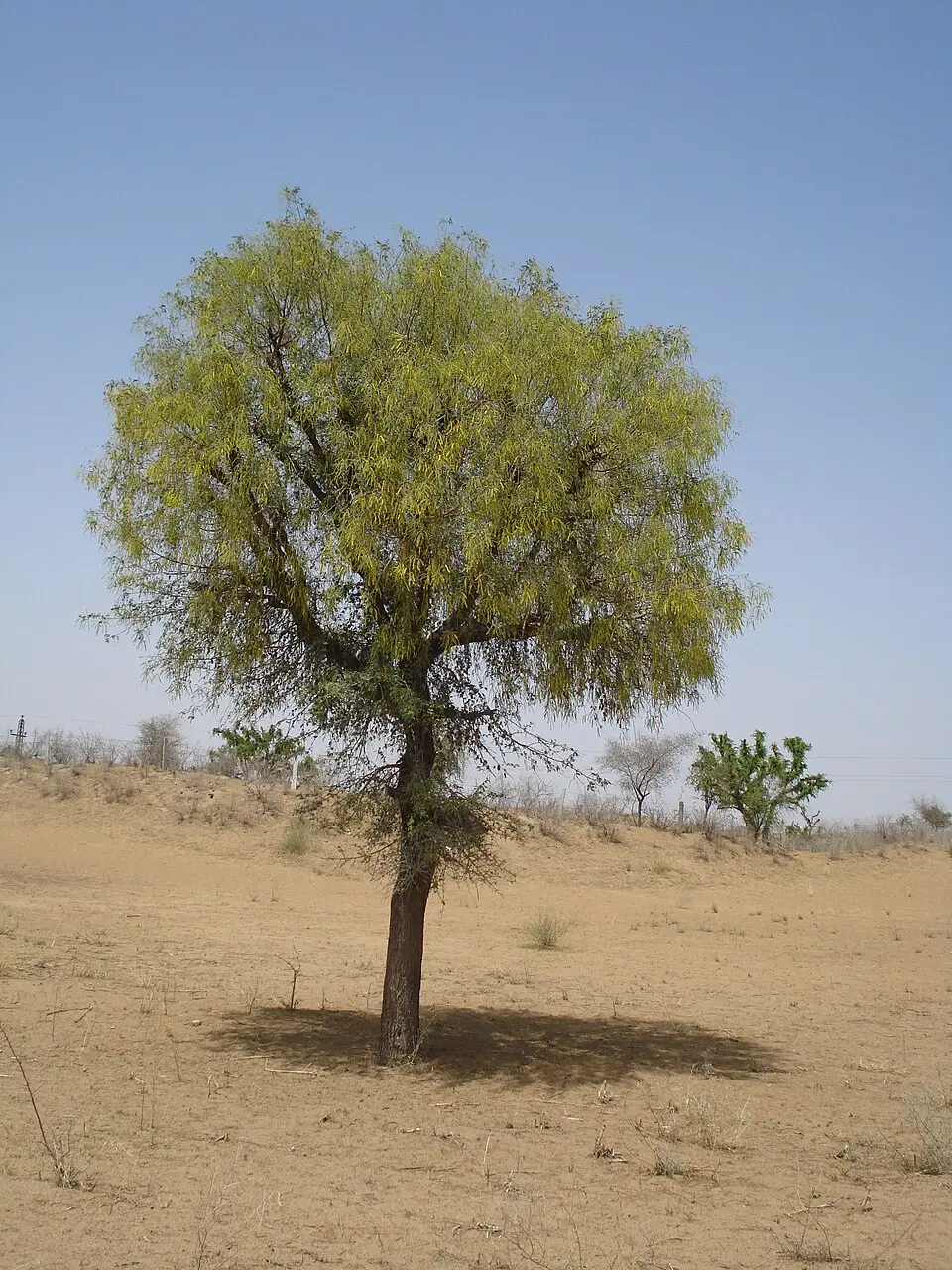 Khejri tree in Rajasthan