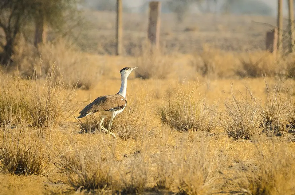 A Great Indian Bustard in the Desert National Park