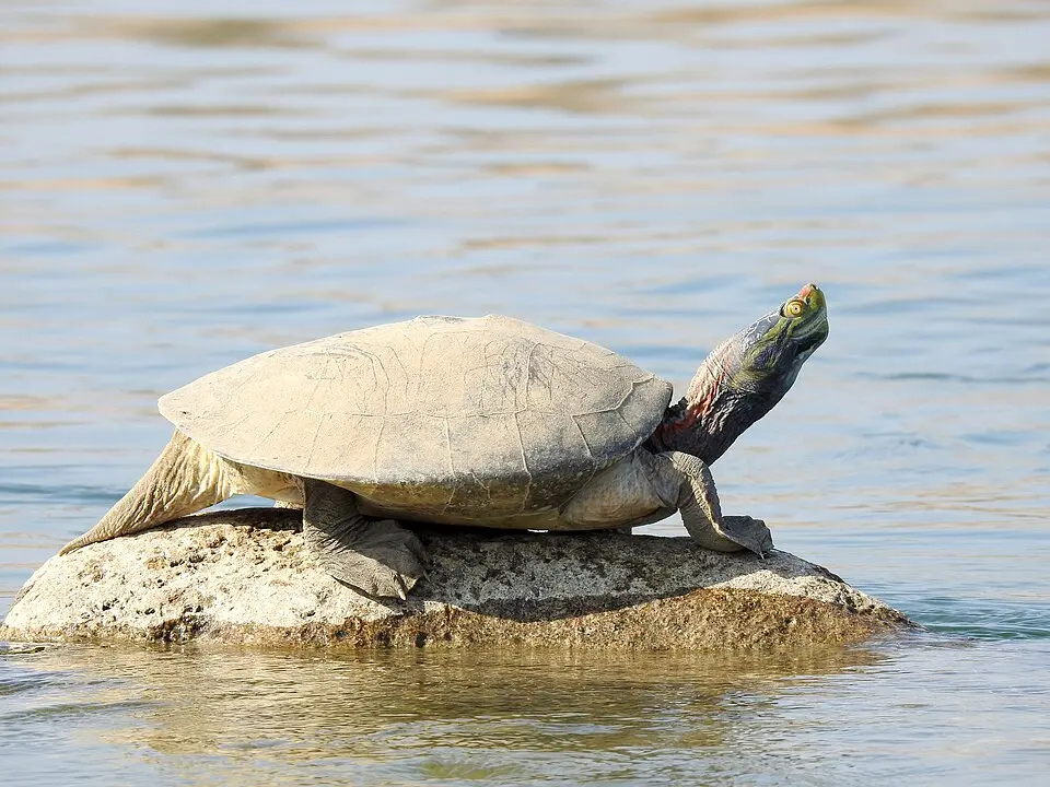 An adult male Red-crowned Roofed Turtle basking on a rock in the Chambal
